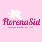 FlorenaSid 